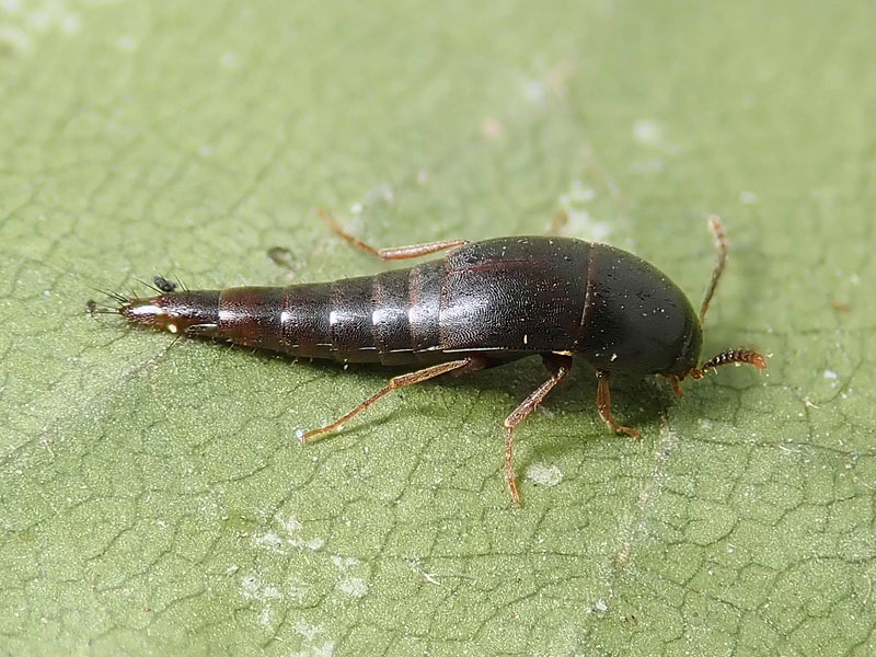 Staphylinidae Tachiporinae: Sepedophilus sp.